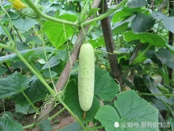 开云电竞官方网站