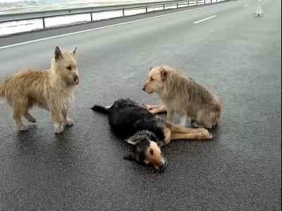 开云电竞官方网站